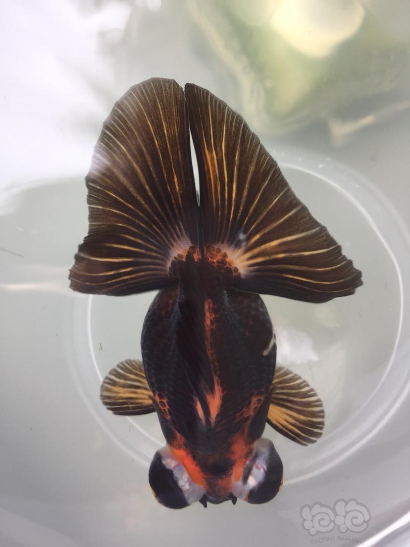 金鱼新入如皋蝶美啊