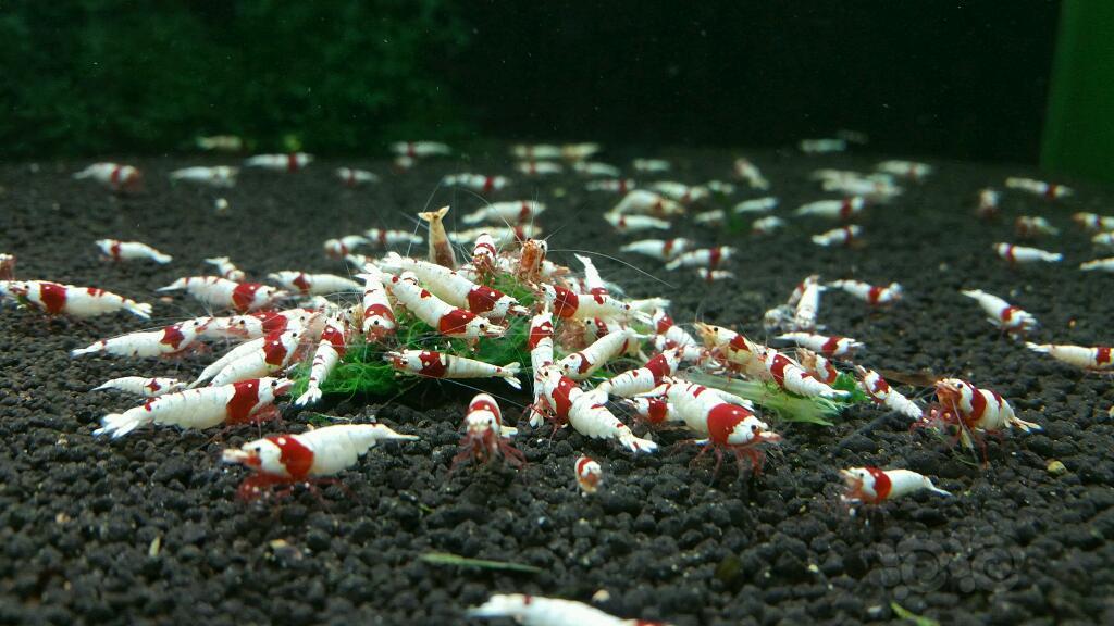 出红白水晶虾-图2