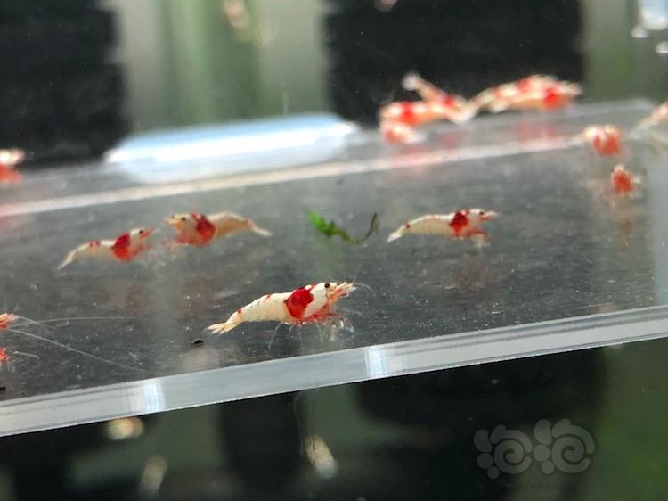 【虾】2018-03-18＃RMB拍卖纯血红白水晶虾20只-图5