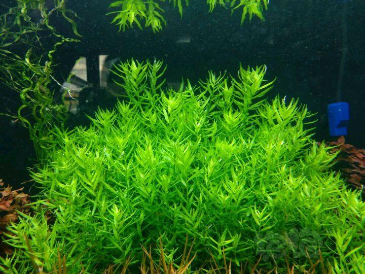 【水草】绿宫廷,水下叶