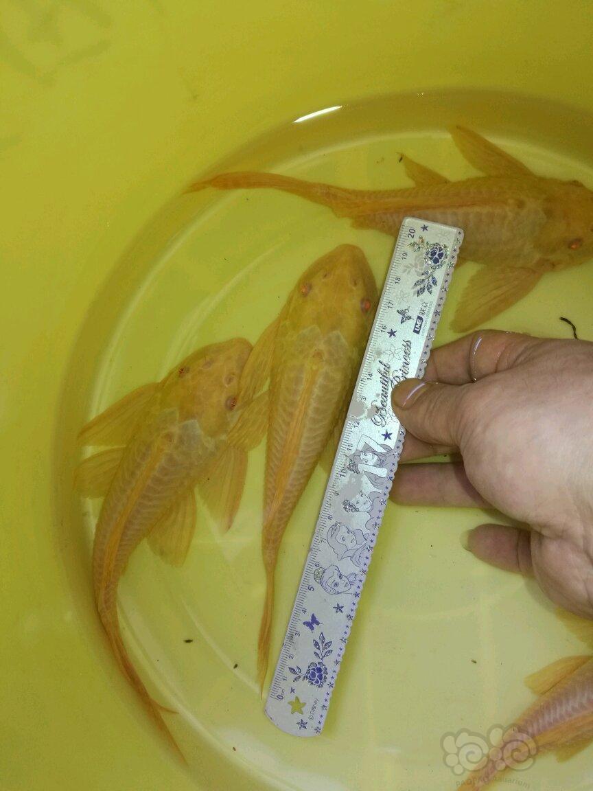 热带鱼打包出4条女王大帆