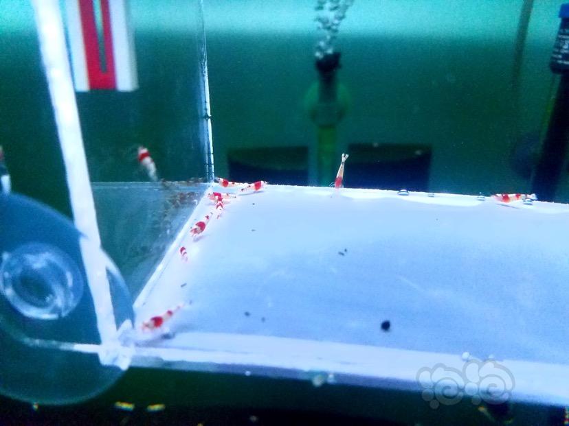 【虾】2018-03-22#RMB拍卖红白水晶虾-图2