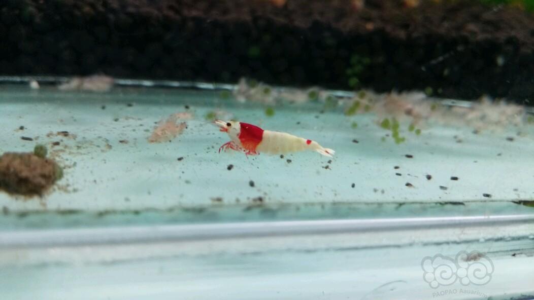 【出售】出售红白水晶虾（不是普通纯血）-图2