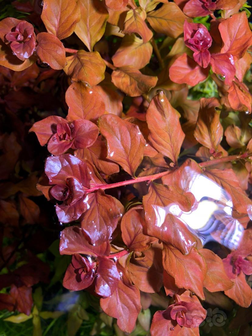 出雨裂卵叶丁香普太红蝴蝶