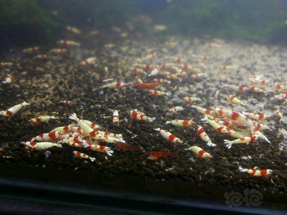 【出售】出红白纯血水晶虾-图3