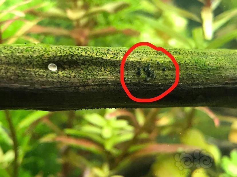 这是杀手螺下的卵吗