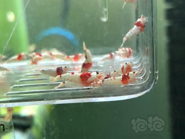 【虾】2018-03-24#RMB拍卖纯血红白水晶虾-图4