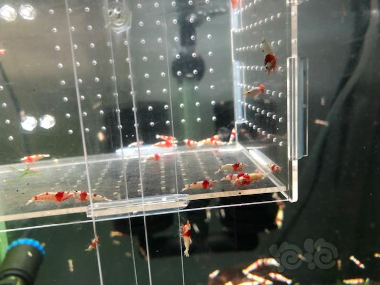 【虾】2018-03-02＃RMB拍卖红白水晶虾30只-图1