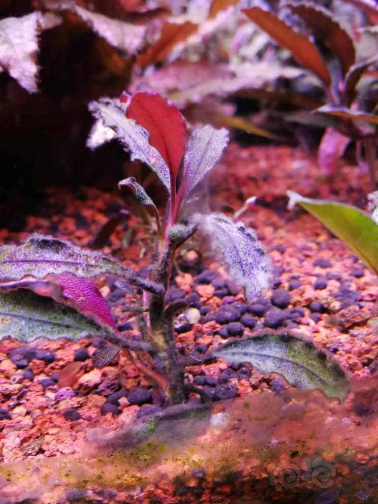 黑毛藻克星疗效