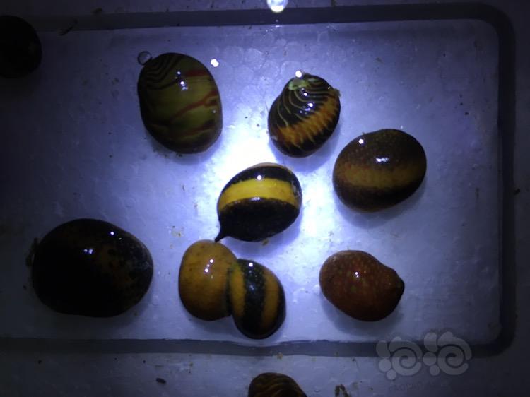出除藻螺 黑金刚螺 彩蛋螺 杀手螺 西瓜蟹 和尚蟹 -图2