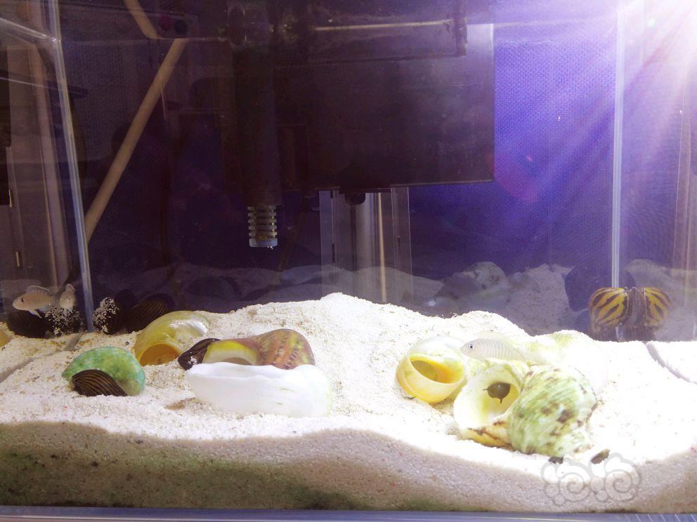 【三湖慈鲷】斑马贝与斑马螺-图5