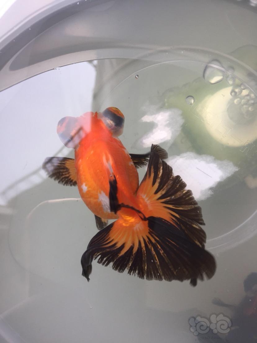 金鱼新入如皋蝶美啊