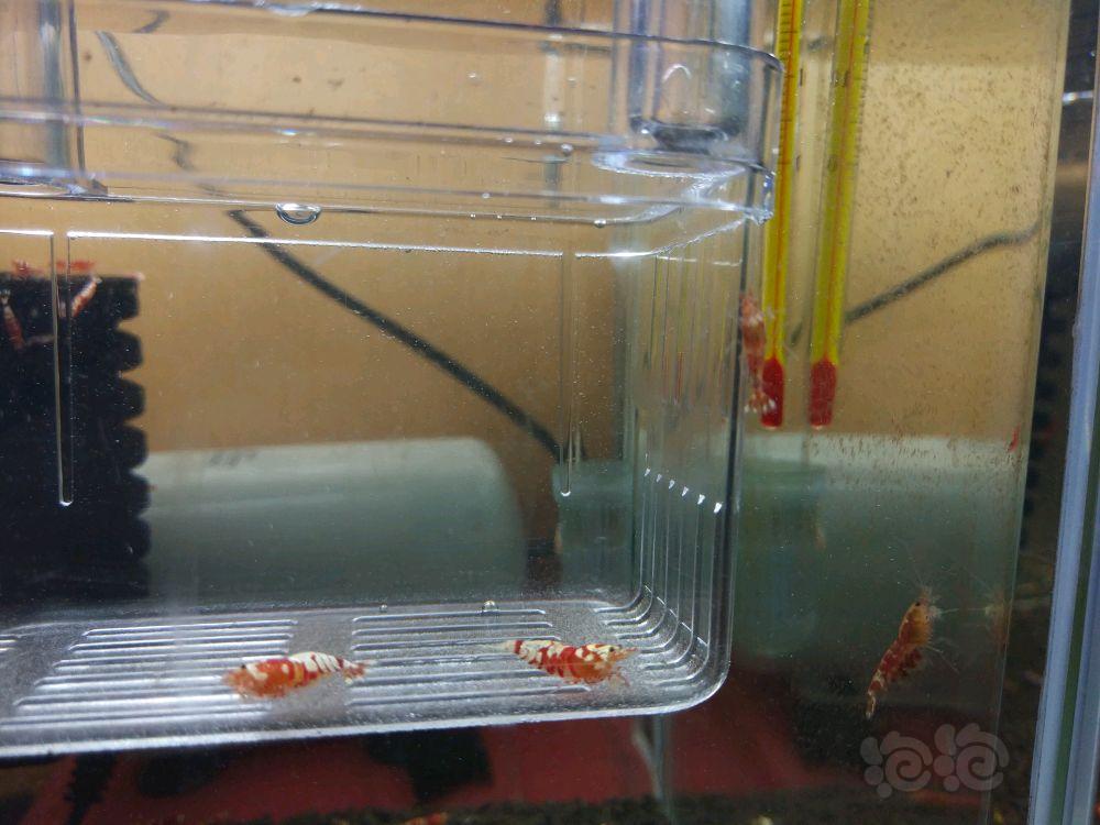 【虾】2018-3-15#RMB拍卖（淘汰）红花虎 一份2只（一公一母）-图1