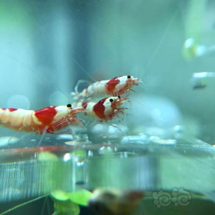 【虾】2018-03-12#RMB拍卖纯血红白水晶虾10只-图6