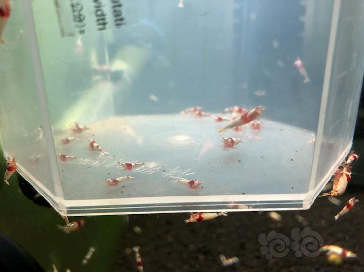 【虾】2018-03-18＃RMB拍卖纯血红白水晶虾20只—2-图3