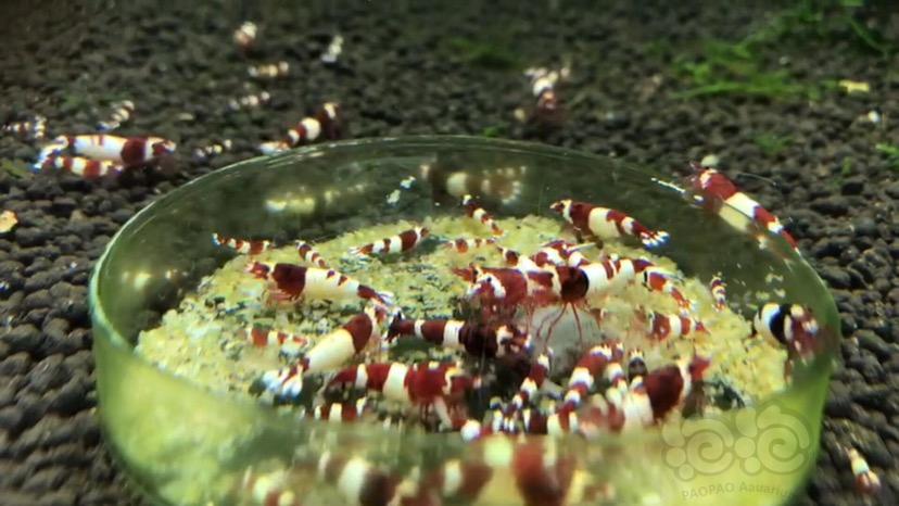 【水晶虾】清密度 出水晶虾 酒红熊猫 蓝化熊猫-图1