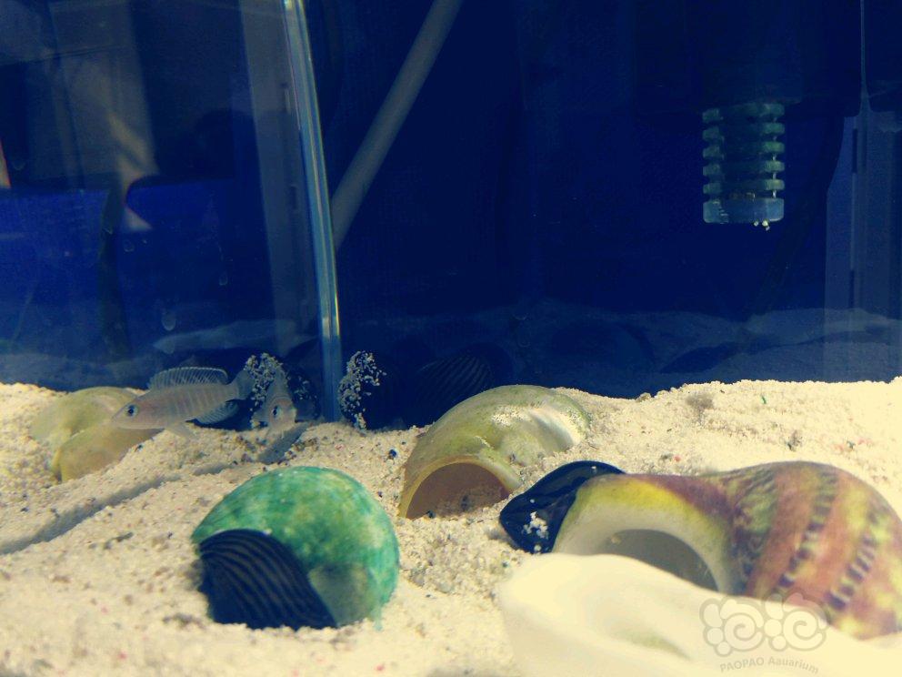 【三湖慈鲷】斑马贝与斑马螺-图3