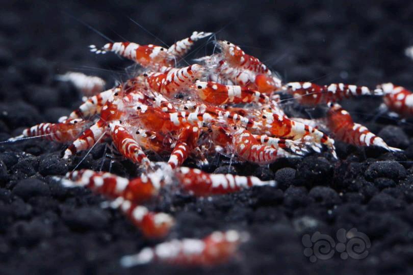 水晶虾-花虎-图1