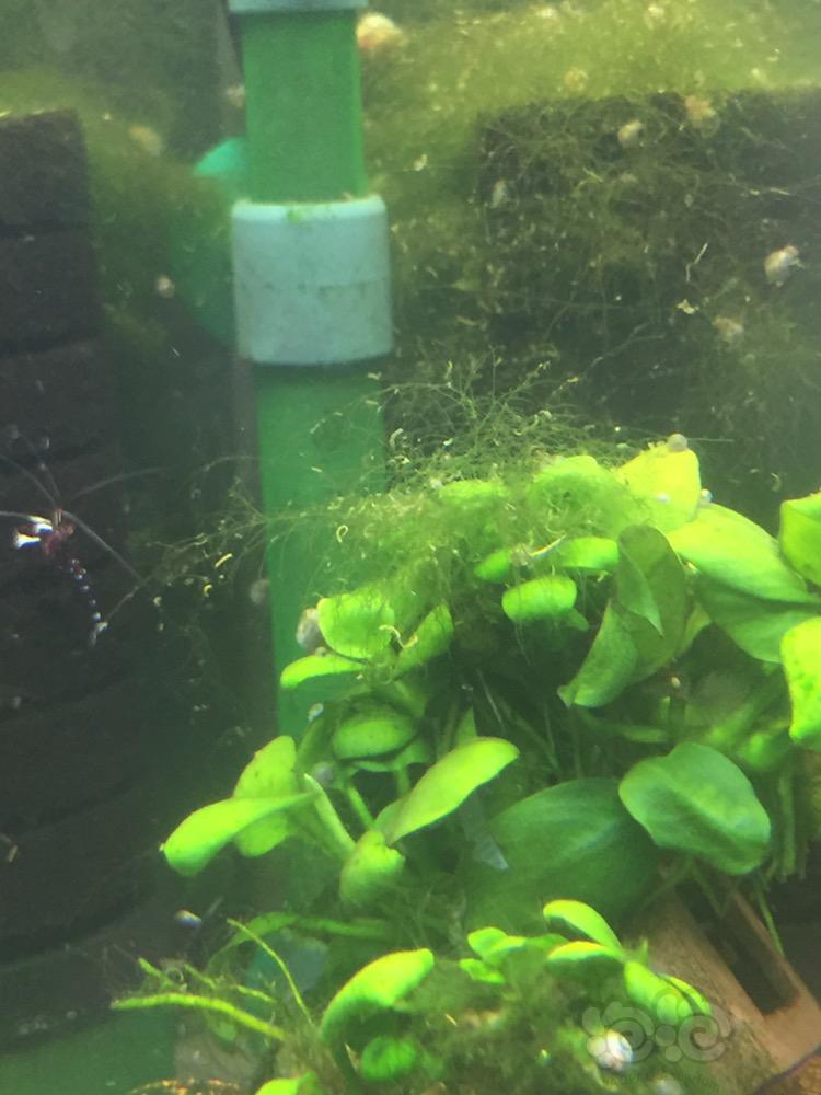 这个藻该怎么处理？-图2