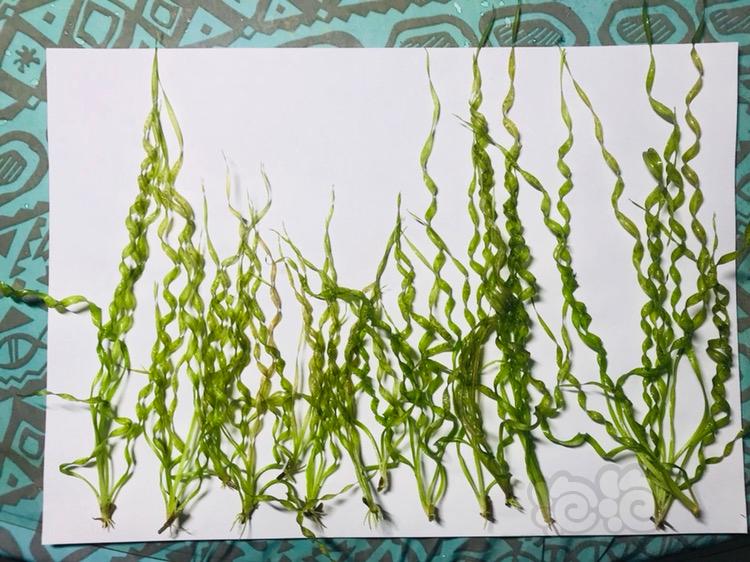 【出售】出售自养螺旋皇冠水草，大小15颗，40包邮-图2