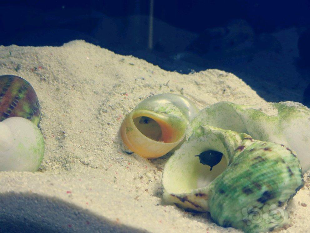 【三湖慈鲷】斑马贝与斑马螺-图2