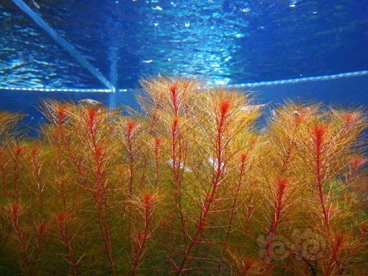 丁香5棵   挖耳(8*8)1份血心兰5棵      细叶牛顿30棵南美小圆叶15棵