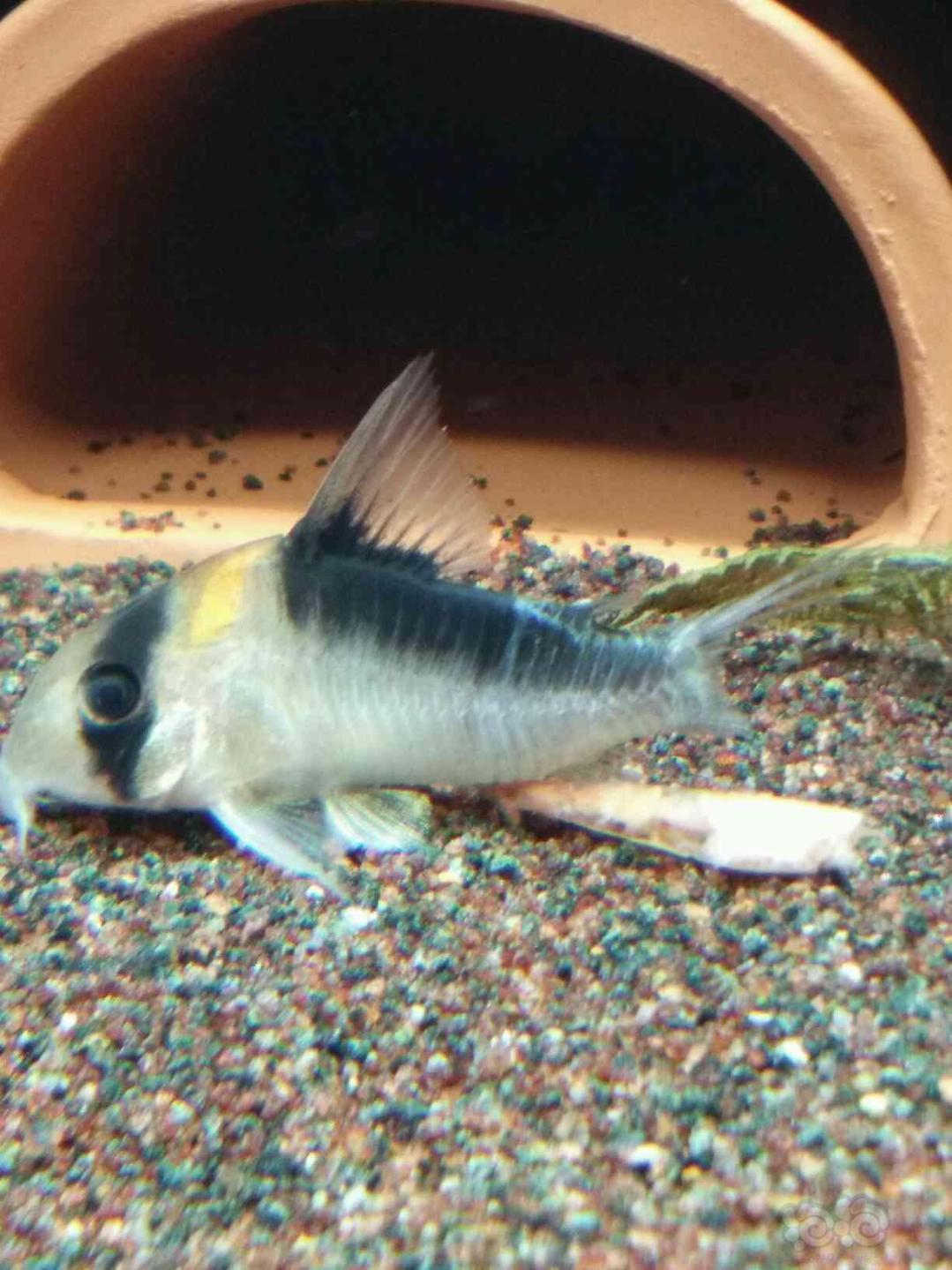 【鼠鱼】可怜的黑金,尾巴没了