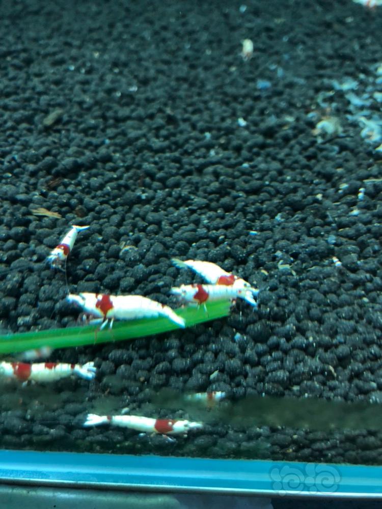 【出售】西安 出纯血红白水晶虾-图3