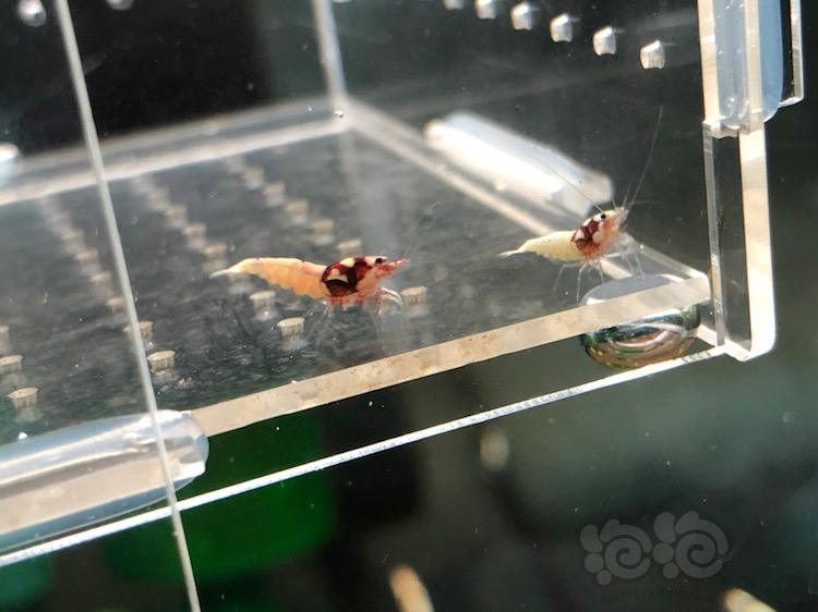 【虾】2018-03-24#RMB拍卖纯系红洞头水晶虾-图2