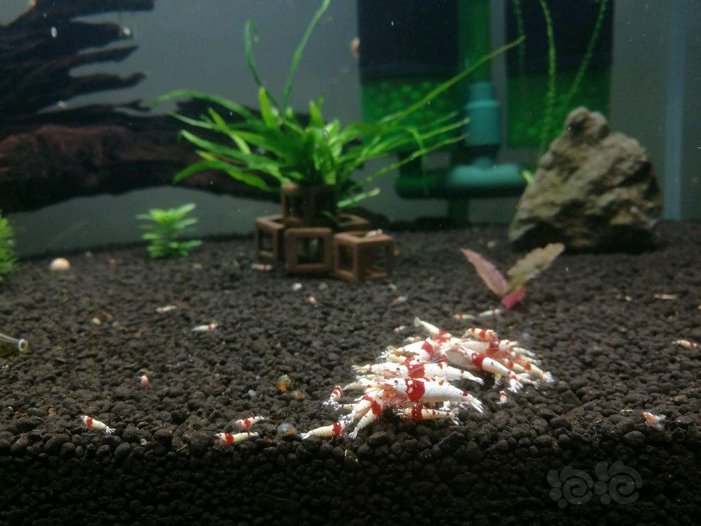 出30只红白小虾-图6