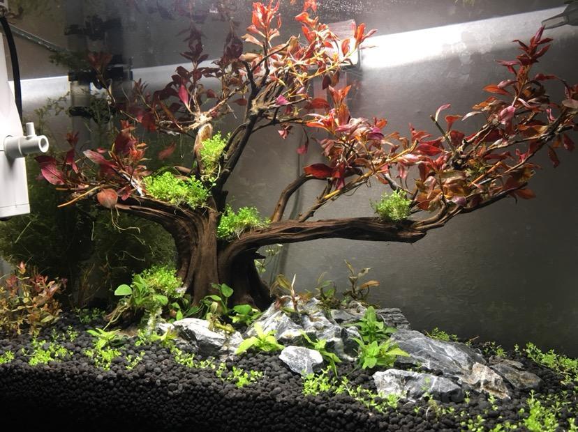 水草造景和种植 初次尝试丁香树,简单开缸过程分享.