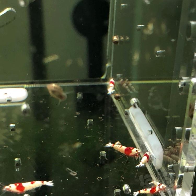 【虾】2018-03-23#RMB拍卖纯血红白水晶虾一份10只-图1