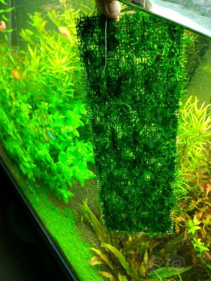 【出售】出三角莫斯!