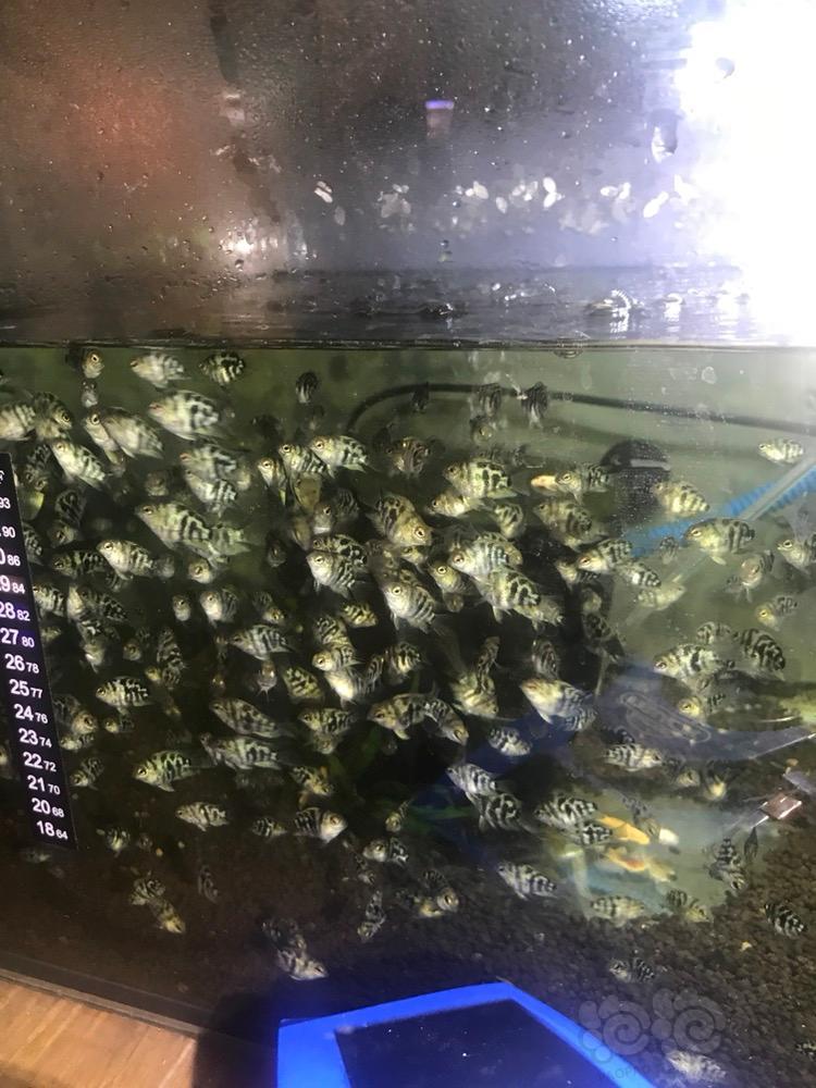 热带鱼出售迷你鹦鹉鱼苗