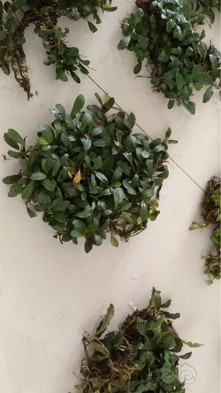 出售出售辣椒榕野株群落