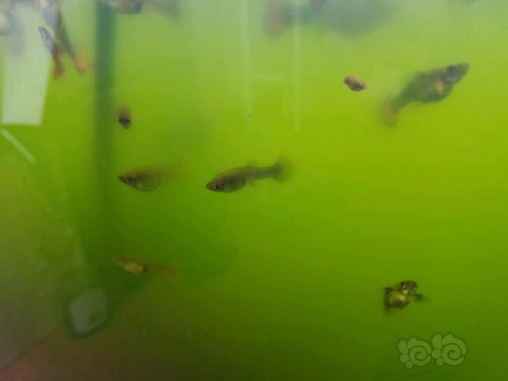 【孔雀鱼】水绿得看不见鱼😳😫-图2