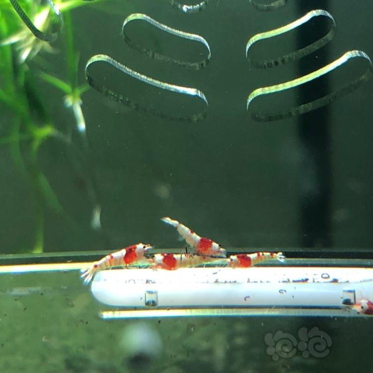 【虾】2018-03-23#RMB拍卖纯血红白水晶虾一份10只-图2