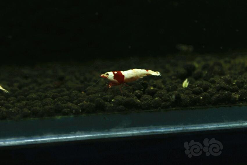 冒个泡，红白小虾米-图5
