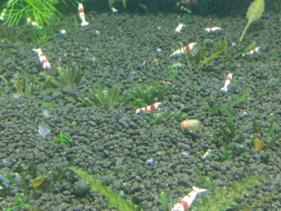 出红白水晶虾和青木蕨，限北京-图5