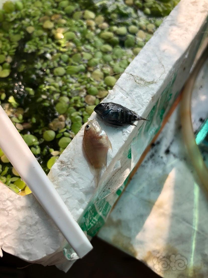 短鲷金波子突然产卵