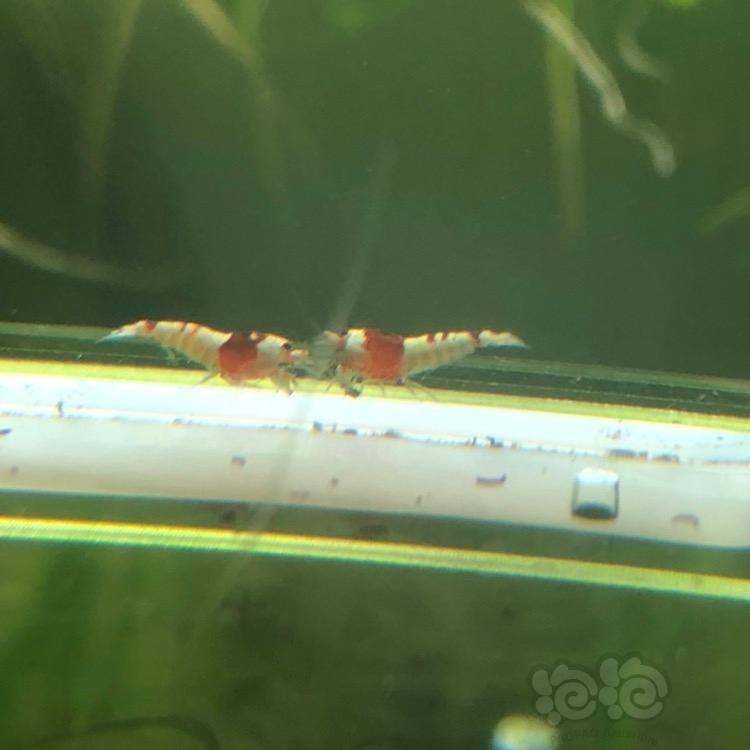 【虾】2018-03-23#RMB拍卖纯血红白水晶虾一份10只-图4