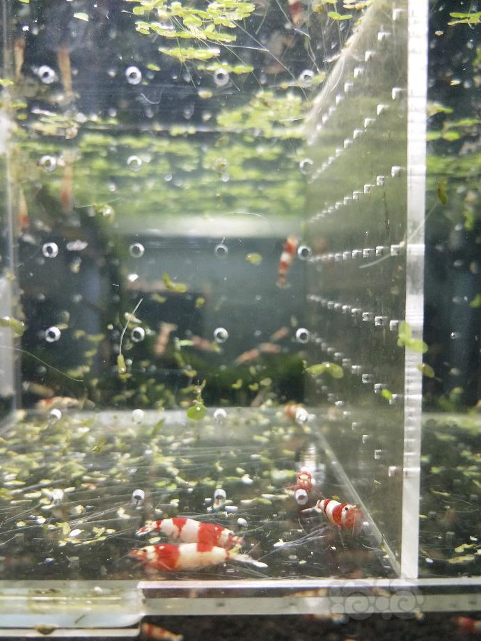 【虾】2018-03-16#RMB拍卖红白纯血母虾10只-图2