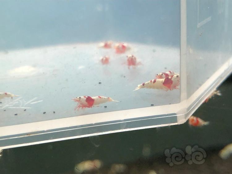 【虾】2018-03-18＃RMB拍卖纯血红白水晶虾20只—2-图2