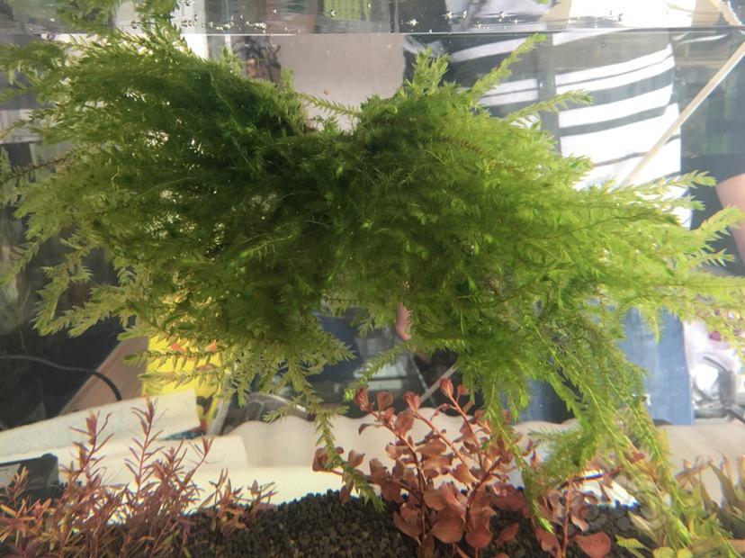 水草传说的翡翠莫斯树爆缸了