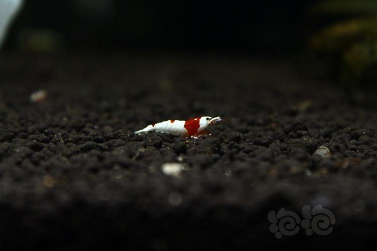 【虾】2018-3-3#RMB拍賣純血紅白水晶蝦一隻-图1