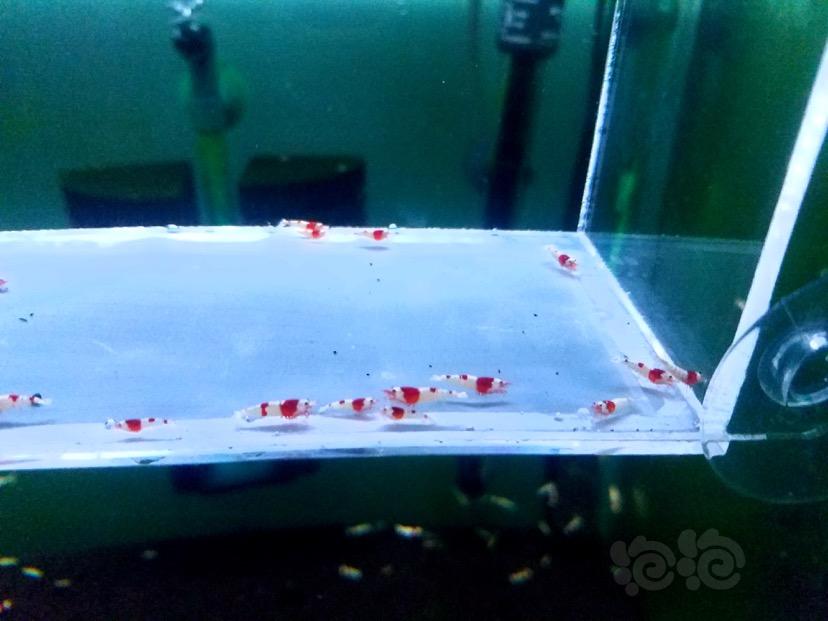 【虾】2018-03-22#RMB拍卖红白水晶虾-图4