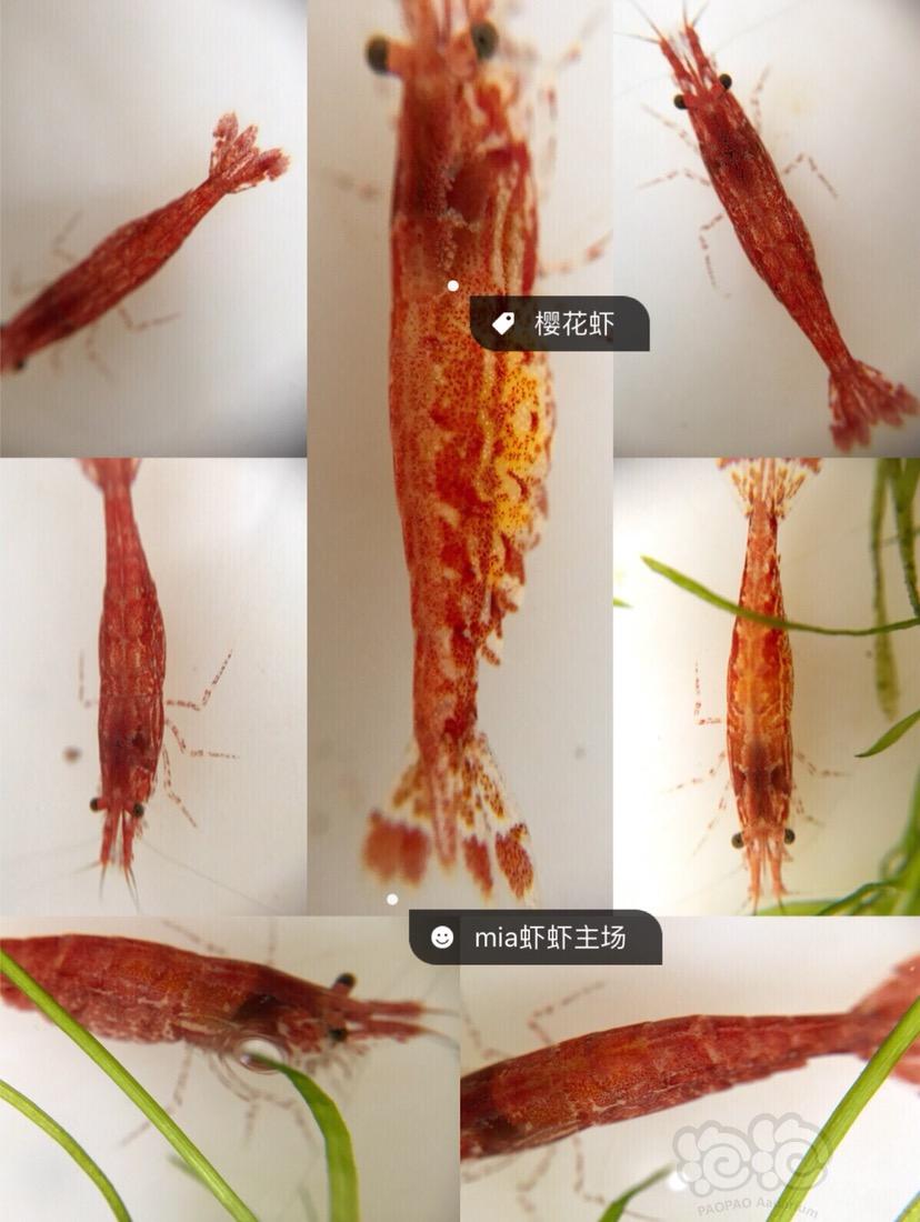 极火虾怎么分公母图片