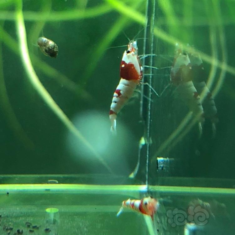 【虾】2018-03-16#RMB拍卖纯血红白水晶虾一份10只-图6