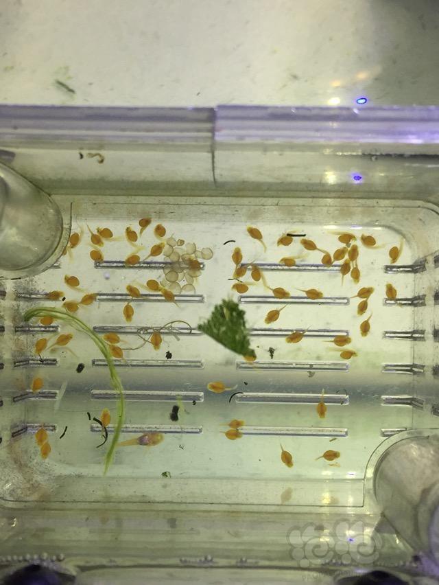 异型公胡子踢卵咋回事