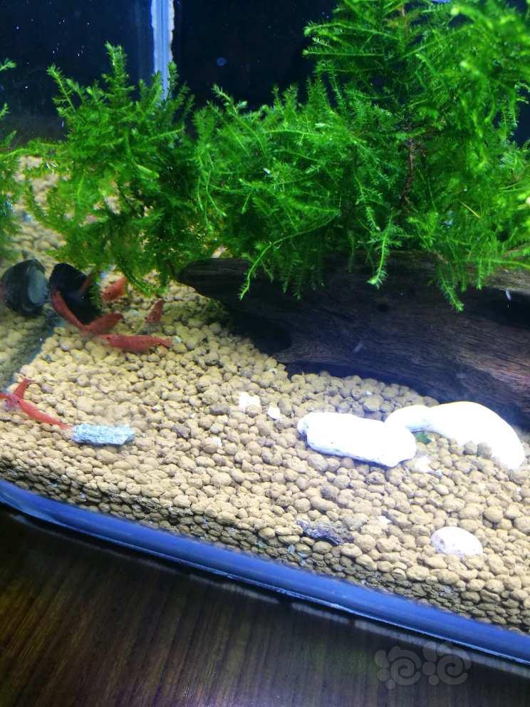 每日一贴晒一下我新开的烤漆小虾缸